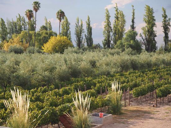 Anden in Wolken gehüllt 