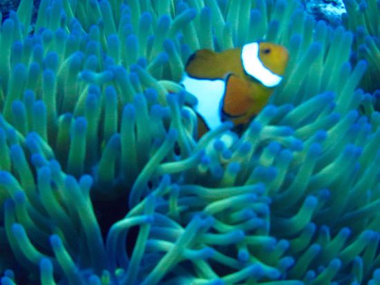 Nemo