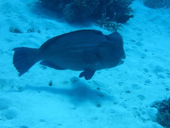 riesiger Napoleonfisch - manche mit 1,5 m Länge