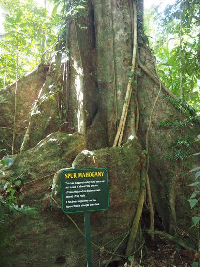 Daintree Forest - einer der ältesten Regenwälder
