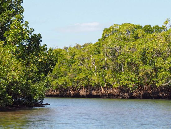 Fahrt durch die Mangroven, wo sich die Krokodile aufhalten...