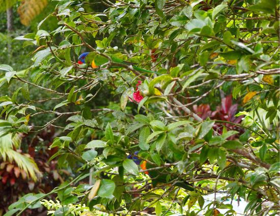 Die Rainbow-Parrots haben sich super getarnt 