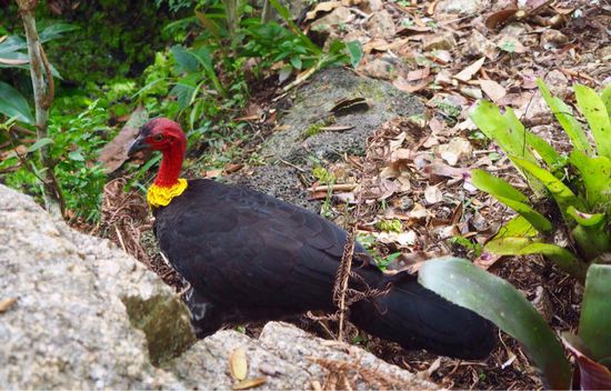 Bush-Turkeys sind hier überall...