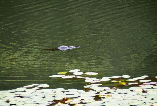 Platypus - das eierlegende Säugetier