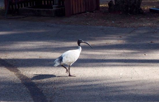 Australian Ibis