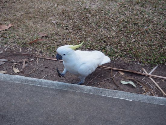 der freche Kakadu... die wollen immer im Rampenlicht stehen 