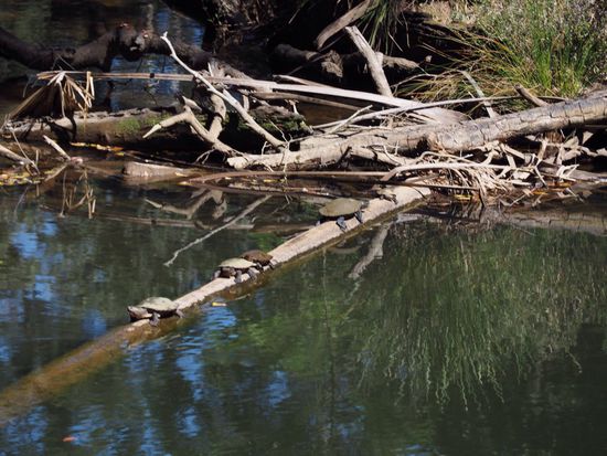 die Schildkröten sonnen sich gerade...