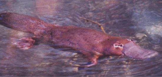 Platypus - Eier legendes Säugetier!