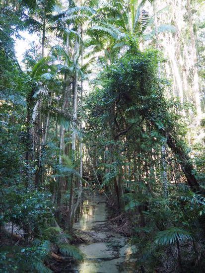 Tiefer Jungle auf Sandboden - eine echte Besonderheit!