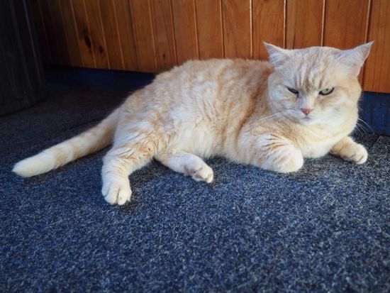 blinder Passagier on board 