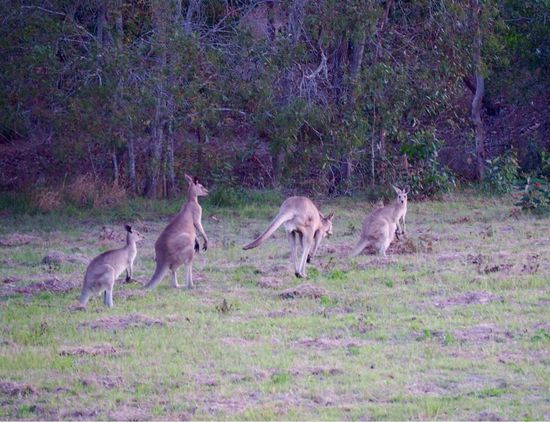 Eine ganze Herde direkt an der Straße... die sind sooo süss!