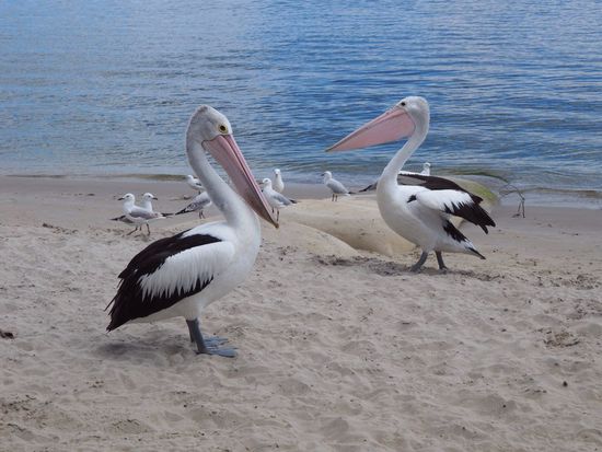 Australische Pelikane