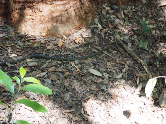 Common Tree Snake