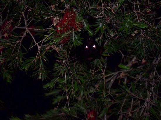 Flying Foxes direkt über uns...