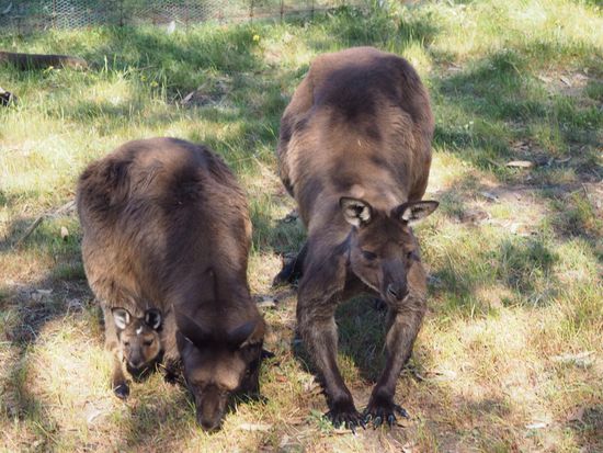 das Kleine lässt sich auch blicken 
