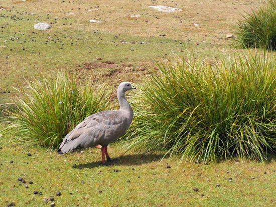 Cape Barren Gans