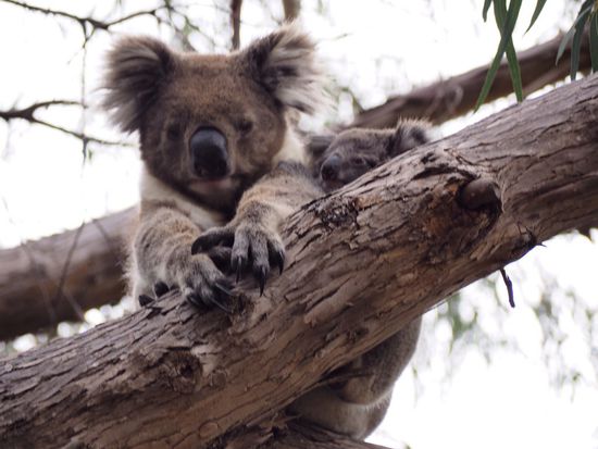 Koala mit Baby