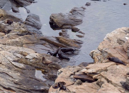 Newzealand Fur Seals