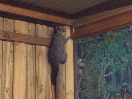 Das Possum hat uns wohl zu spät bemerkt...