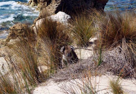 Koala direkt am Strand?