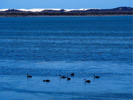 Murray Lagoon mit schwarzen Schwänen