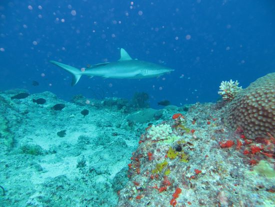 Greyshark mit Putzerfisch
