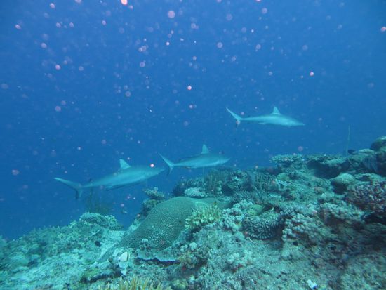 die drei Greysharks kreisen 30 Minuten an der Putzerstation... rrrr!