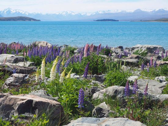 Lake Tekapo mit den schneebedeckten Südalpen im Hintergrund
