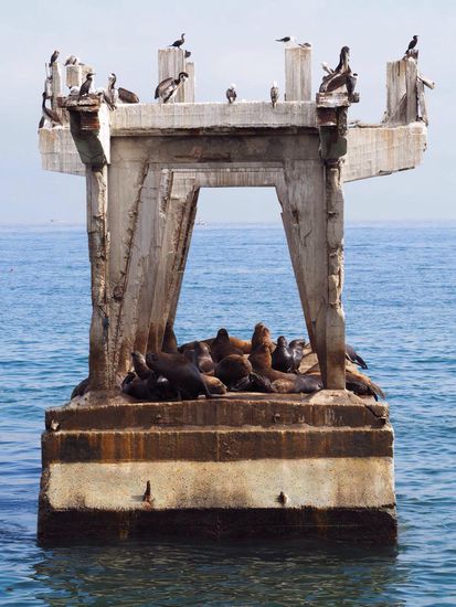 Seelöwen umgeben von Pelikane