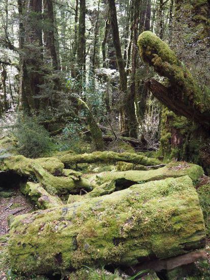 mystischer Wald am Lake Gunn