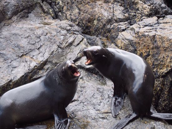 Fur Seals streiten wieder mal um den Platz...