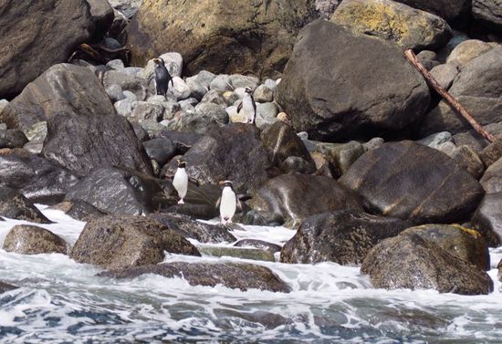 sooo süsse Pinguine!