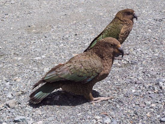 Kea - die frechsten Vögel Neuseelands