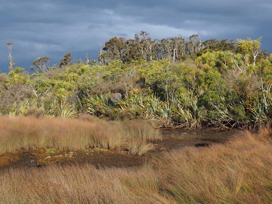 Hapuka Estuary Walk