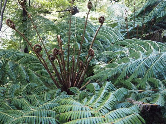 Riesenfarne so weit das Auge reicht...