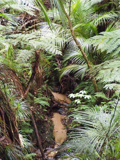 traumhafter Wanderweg durch die Farnwälder