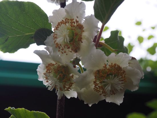 Kiwi-Blüte