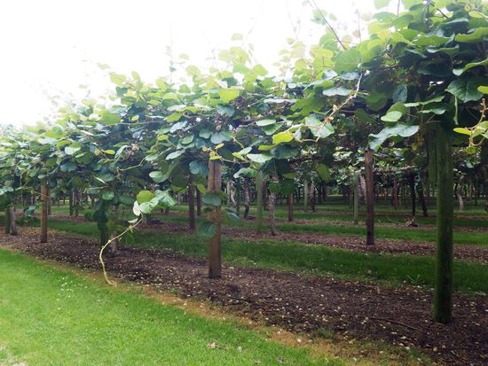 Kiwi-Plantagen