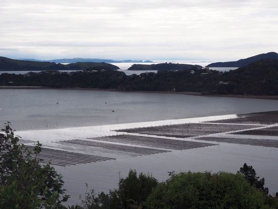 Oyster-Zucht in Coromandel