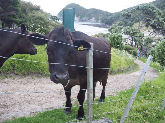 ...hinter dem Zaun sind uns die Bullen doch lieber 
