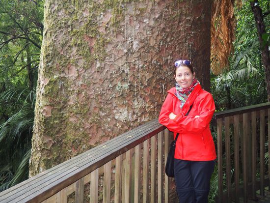 Kauri-Wald - extrem alte Bäume mit entsprechendem Durchmesser...