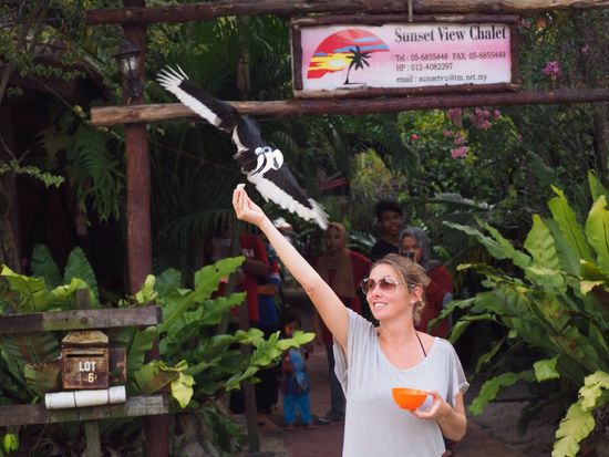 Noshornvögel-Fütterung - das erfordert doch etwas Mut 