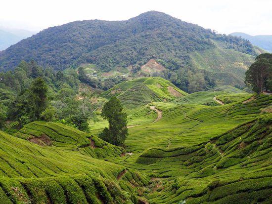 "Sungai Palas Boh Tea Estate" Teeplantage