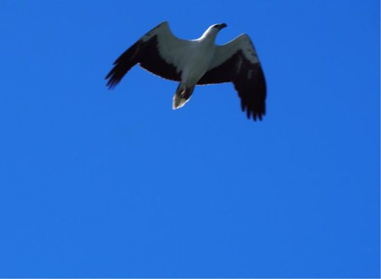 Pfeilschnelle Seeadler - grade noch erwischt...