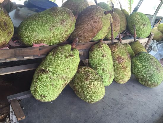 Jackfruits - die größten Früchte der Welt und super lecker!