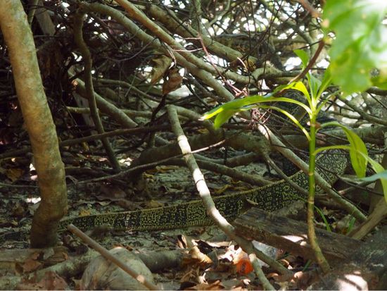 Beim Jungle-Trekking entdecken wir einen gut getarnten Waran