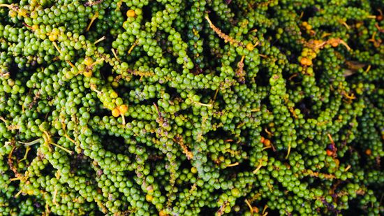 Phu Quoc - dort wo der Pfeffer wächst...