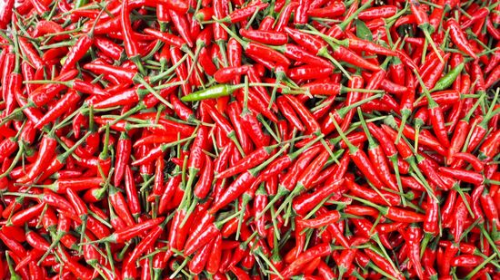 2 kg Chilli aus dem Mekong Delta wurden zuhause zu Sauce verarbeitet 