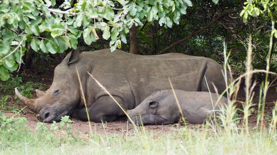 Mama mit Rhino-Baby