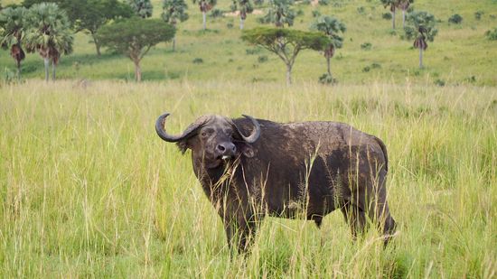 Afrikanischer Büffel - one of the BIG 5